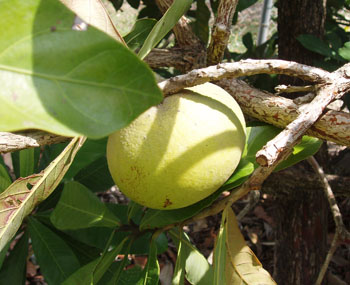 پوتریا بالاتا - معرفی درختان میوه